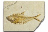 Detailed Fossil Fish (Diplomystus) - Wyoming #344749-1